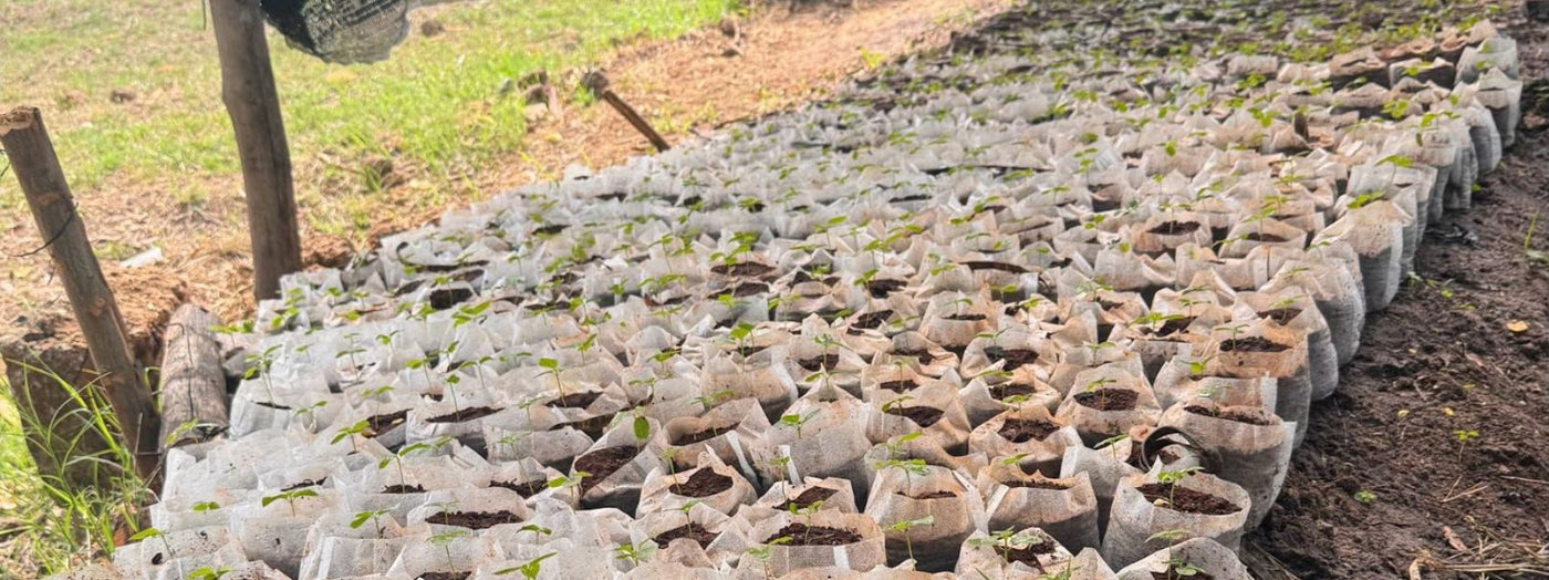 Eine Reise in die Usambara-Berge