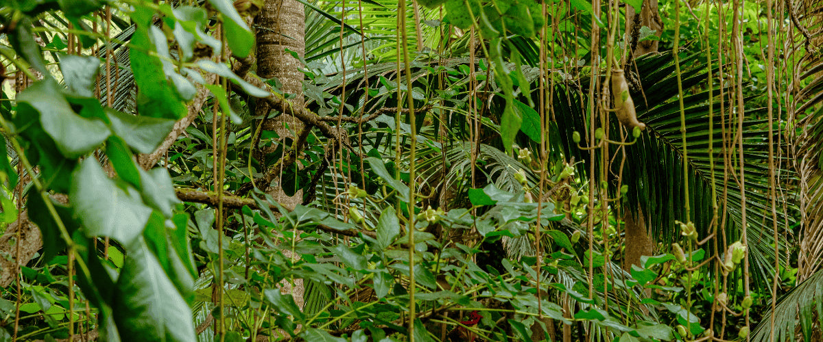 Die Bedeutung von Baumpflanzungen für die Biodiversität