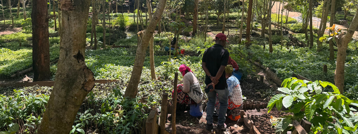 Die Welt durch Baumpflanzungen mit Grow My Tree regenerieren