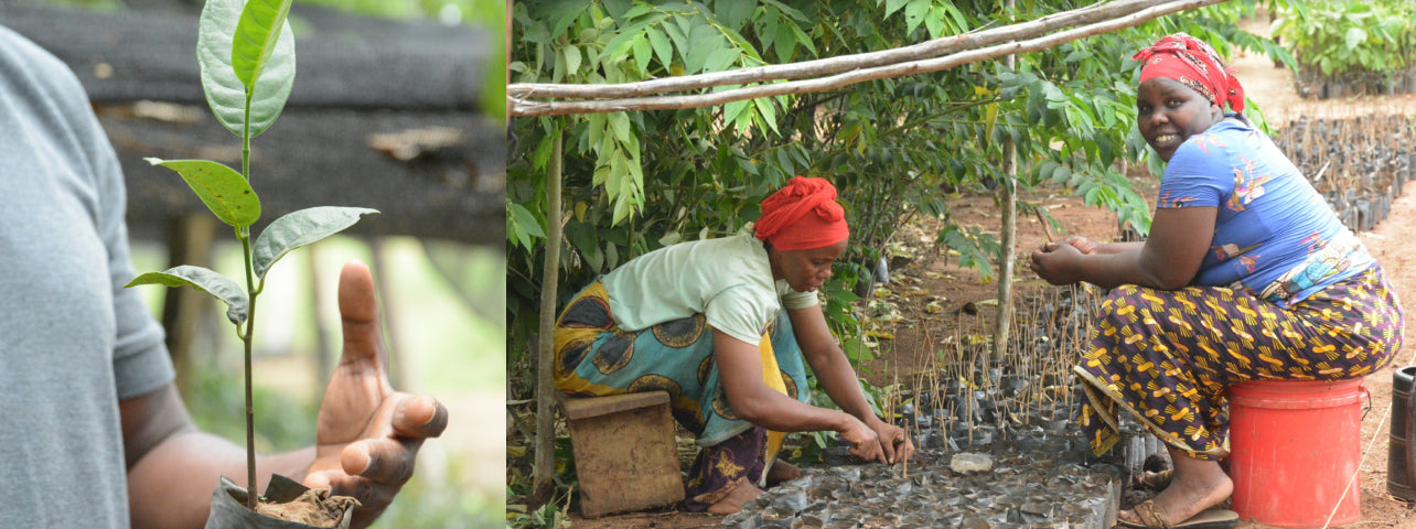 Update aus Tansania: Pflanzsaison in der Usambara Region