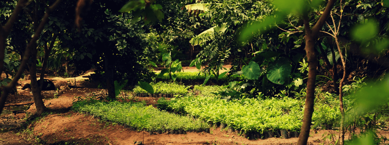 Der IPCC-Bericht zeigt: Wir müssen unsere Wälder jetzt wiederherstellen