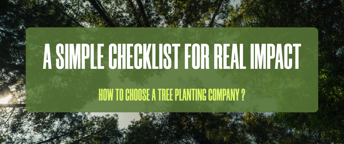 Wie du ein Unternehmen für Baumpflanzprojekte auswählst: Eine einfache Checkliste für echten Impact