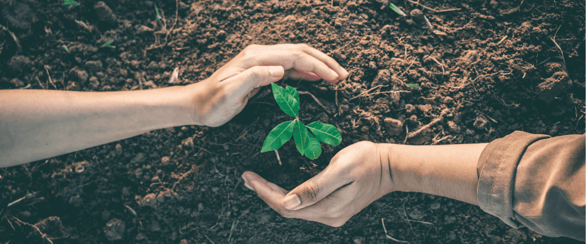 Baum pflanzen als Geschenk: nachhaltig Freude schenken