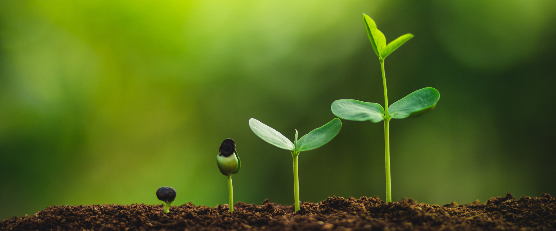 Warum Bäume pflanzen? Die Vorteile für unseren Planeten und unsere Zukunft