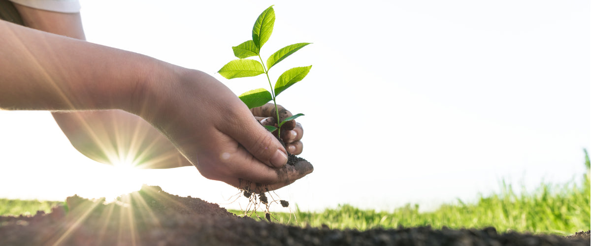Bäume verschenken: Ein nachhaltiger Trend mit bleibendem Impact