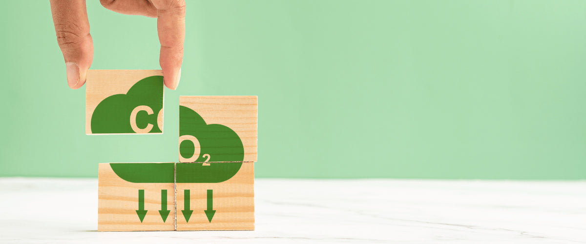 Wie Baumpflanzungen zur CO₂- Kompensation beitragen können