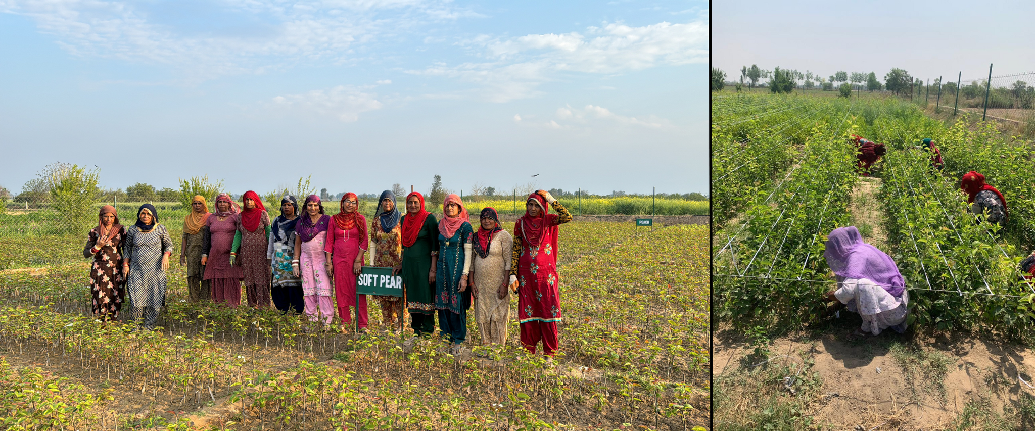 Bekämpfung von Hitzewellen durch Baumpflanzungen in Indien