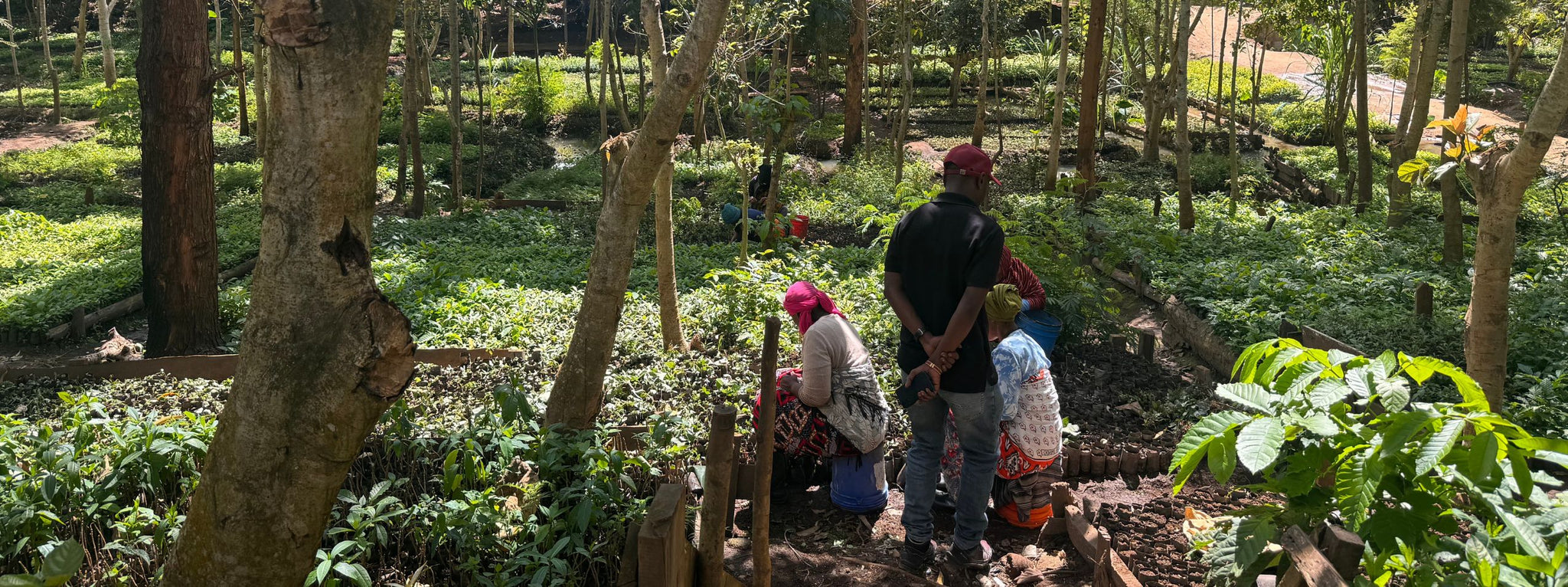 Die Welt durch Baumpflanzungen mit Grow My Tree regenerieren