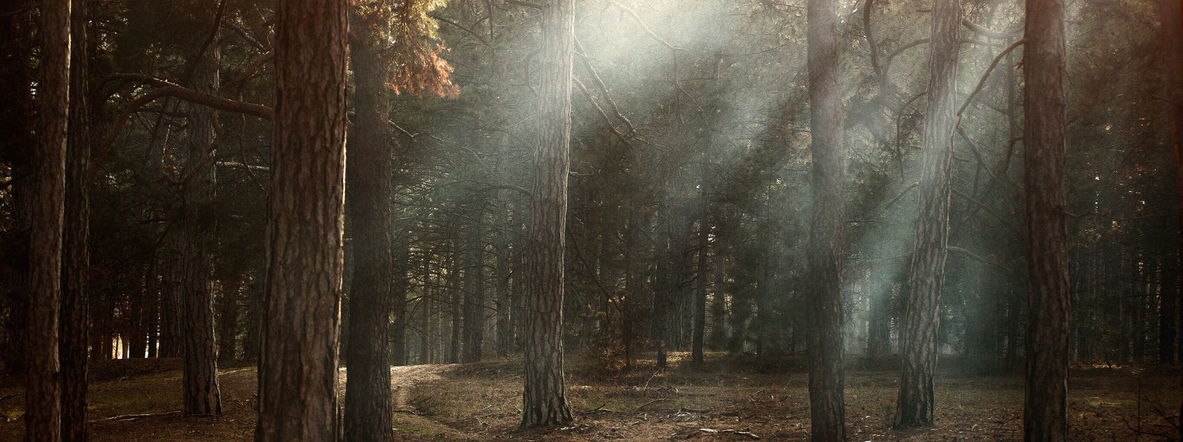 Grün ist das neue Schwarz: den Black Friday neu definieren